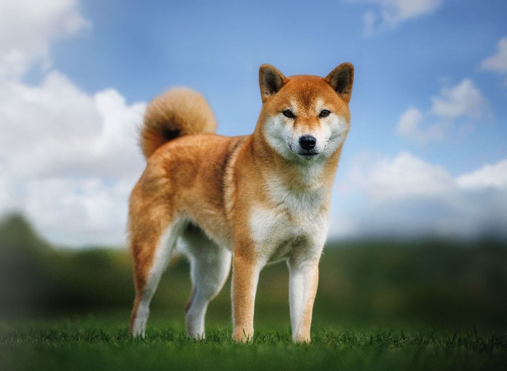 Les Shiba de l'affixe   Des leus altiers