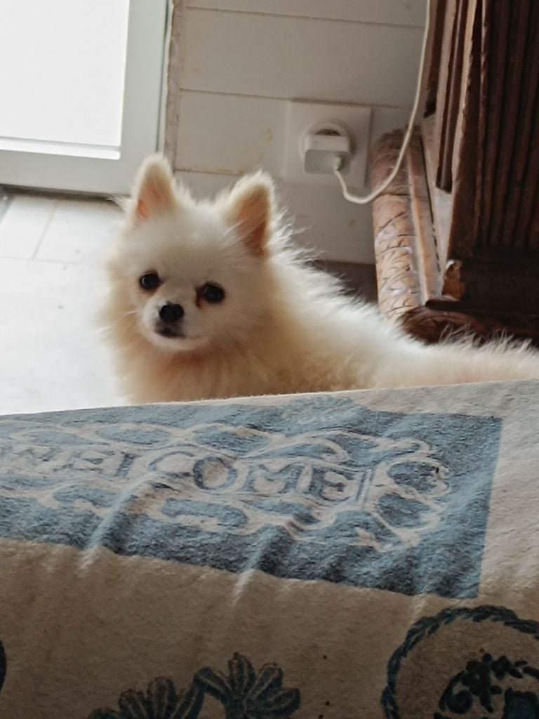 Les Spitz allemand de l'affixe   Du Marais De Lasné