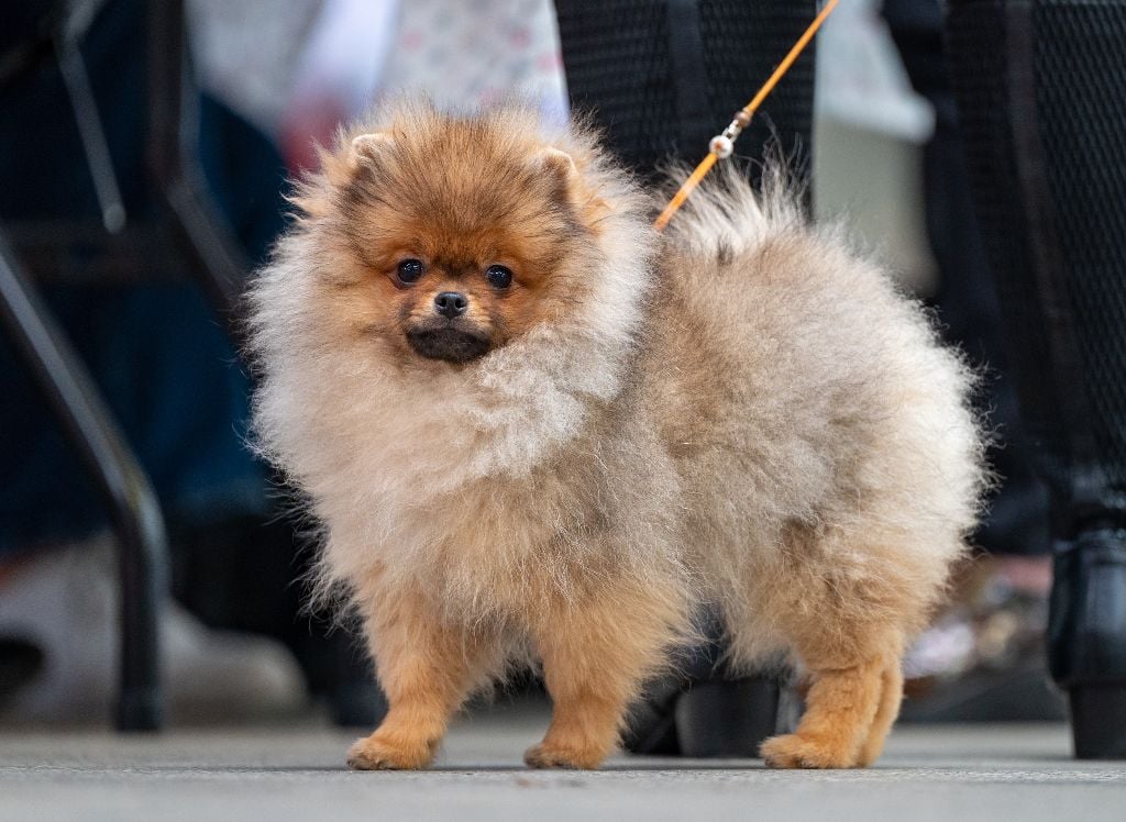 Les Spitz allemand de l'affixe   Des Punchy Diamonds