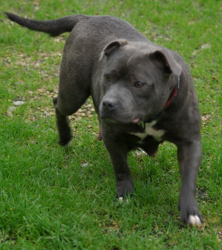 Les Staffordshire Bull Terrier de l'affixe   Valérie Zanasi