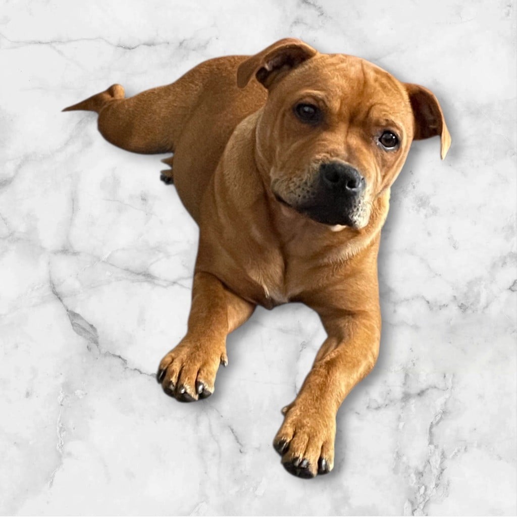 Les Staffordshire Bull Terrier de l'affixe   Zadatis