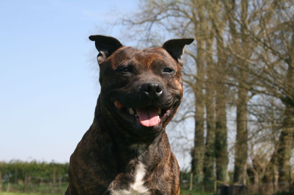 Les Staffordshire Bull Terrier de l'affixe   De La Forêt Des Rêves