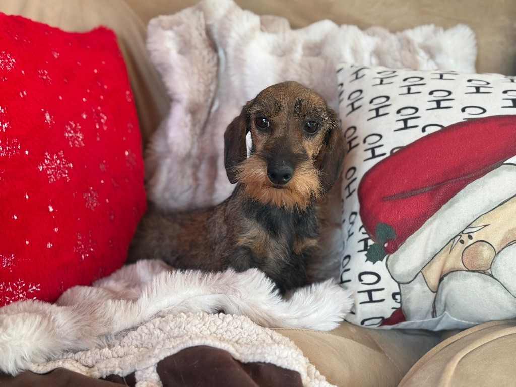 Les Teckel poil dur de l'affixe   Hope Diamond