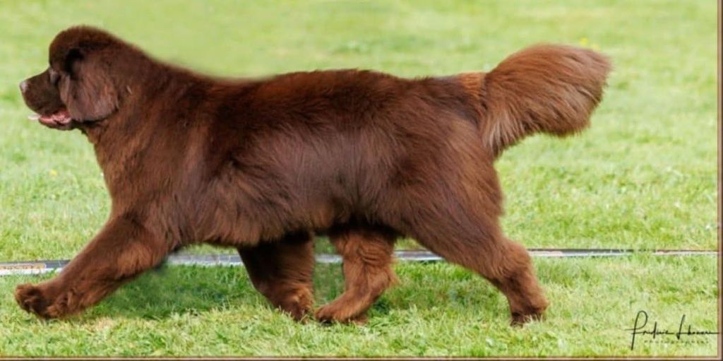 Les Terre-neuve de l'affixe   Des Caprices Dorée