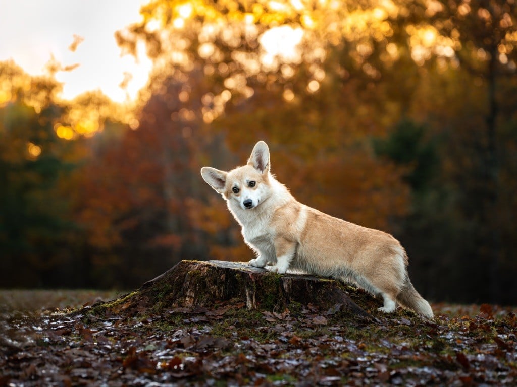 Les Welsh Corgi Pembroke de l'affixe   De La Rivière D’Hayley