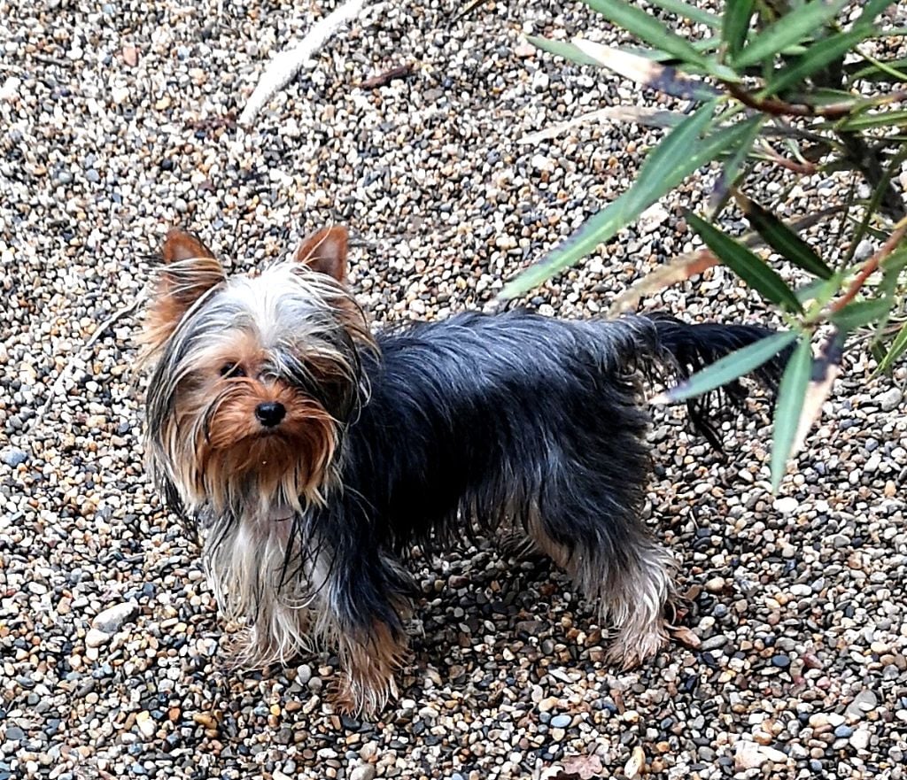 Les Yorkshire Terrier de l'affixe   ONITSHA'S