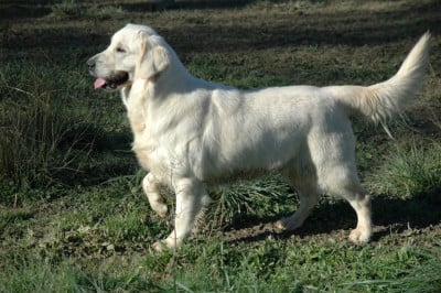 Étalon Golden Retriever - VANDA de la pinkinerie