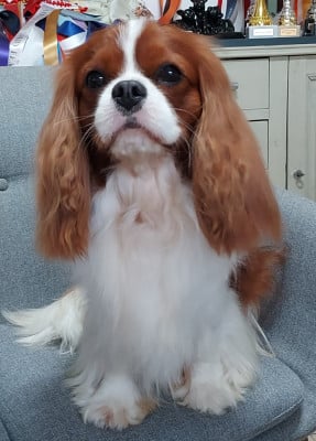 Étalon Cavalier King Charles Spaniel - CH. Vadim des Jardins de Bagatelle