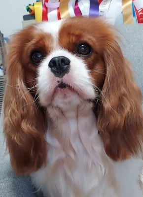 Étalon Cavalier King Charles Spaniel - Velvet Gold (Viktor) des Jardins de Bagatelle
