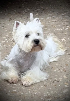 Étalon West Highland White Terrier - Violette De La Douce Source