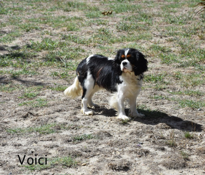 Étalon Cavalier King Charles Spaniel - Voici  de la plaine du Jaelma