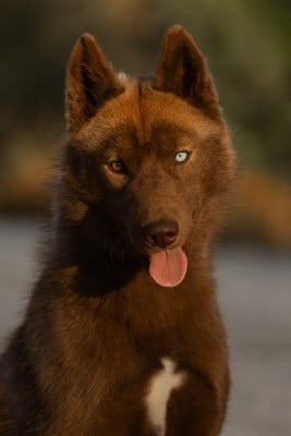 Étalon Siberian Husky - Alwin (Sans Affixe)