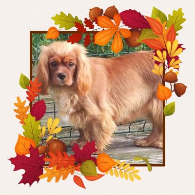 Étalon Cavalier King Charles Spaniel - Ulla Du Domaine Des Devets
