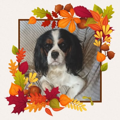 Étalon Cavalier King Charles Spaniel - Vitamine Des Cascades De Jade