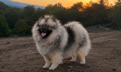 Étalon Spitz allemand - TIARÉ Du Grand Camille