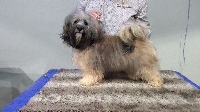 Étalon Bichon Havanais - S'meralda Du Domaine De Brière