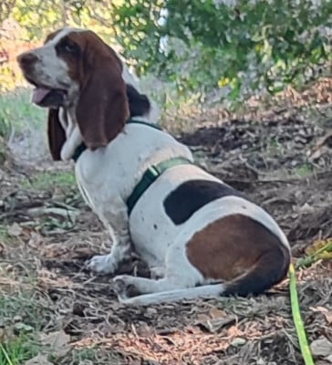 Étalon Basset Hound - Utah des menthes sauvages