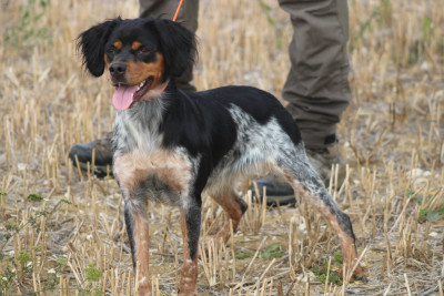 Étalon Epagneul Breton - Abby De La Vallée De La Py