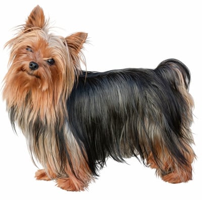 Étalon Yorkshire Terrier - Varek Du Val De Clavernau