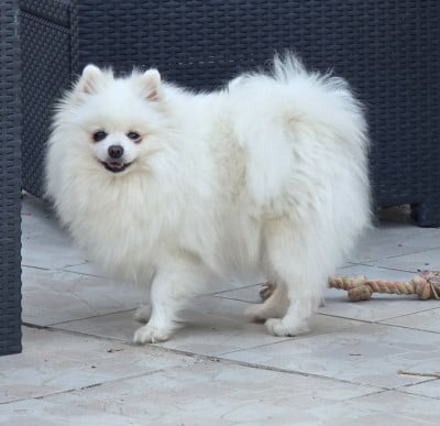 Étalon Spitz allemand - Patty blanche de brachy-blanche