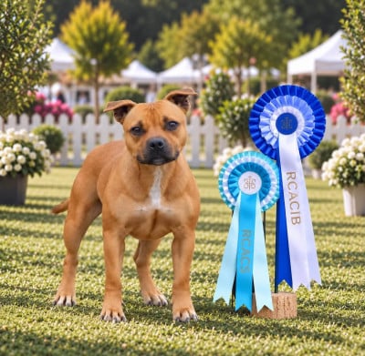 Étalon Staffordshire Bull Terrier - Athéna La Guerrière Du Castel Des Petits Coeurs