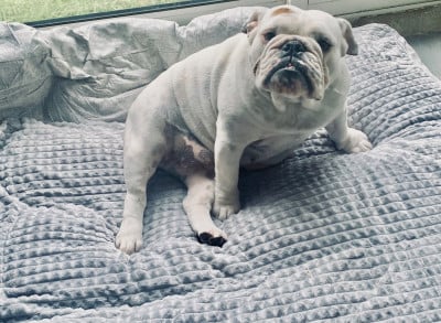 Étalon Bulldog Anglais - Diams Black Armonie