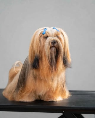 Étalon Lhassa Apso - CH. V'sengge du chant d'Eliote