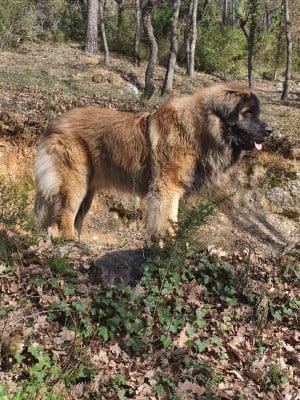 Étalon Leonberger - Valio viserion des dragons de provence
