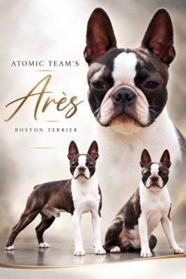 Étalon Boston Terrier - Atomic Team's ARES