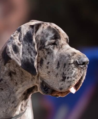 Étalon Dogue allemand - Angèle Des Zamours De Caux