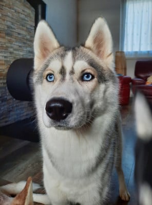Étalon Siberian Husky - Liubov's Anouchka