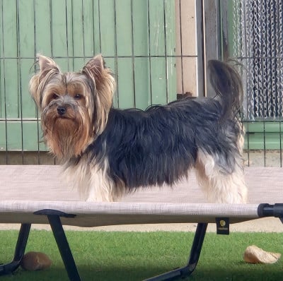 Étalon Yorkshire Terrier - Vectra de la Générade