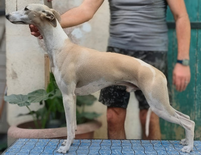 Étalon Whippet - Asta la vista du castel minervois