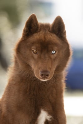 Étalon Siberian Husky - Alwin (Sans Affixe)