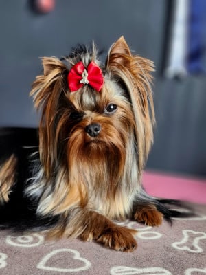 Étalon Yorkshire Terrier - Alpha'boy Du Domaine De Neverland