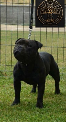 Étalon Staffordshire Bull Terrier - Multi Generation Absolute dream