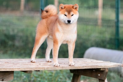 Étalon Shiba - Akanetora Go Sakura Kensha