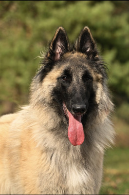 Étalon Berger Belge - Vlinka De La Vallée Du Grand Chêne