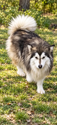 Étalon Chien finnois de Laponie - Diana Al nasija