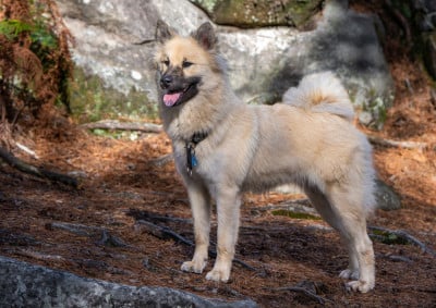 Étalon Eurasier - Ashtaroth Des Délices De Beltaine
