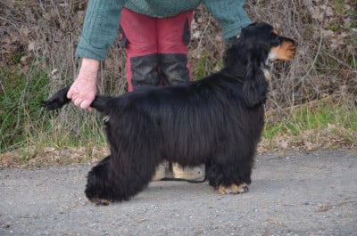 Étalon Cocker Spaniel Anglais - Asarina mystic rose des Fleurs de Garrigues