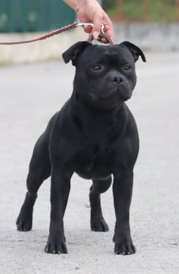 Étalon Staffordshire Bull Terrier - Jch. Vicious circle King Of Caribs