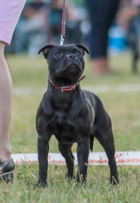 Étalon Staffordshire Bull Terrier - Alpha the black wolf Sweet Dream Stafford