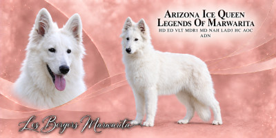 Étalon Berger Blanc Suisse - Arizona Ice Queen Legends of Marwarita