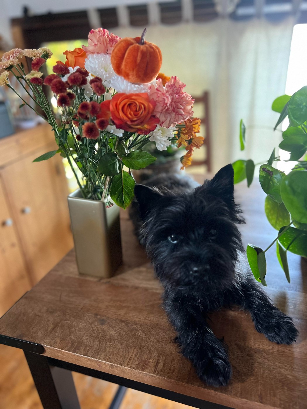 Les Cairn Terrier de l'affixe   du Moulin de Mac Grégor
