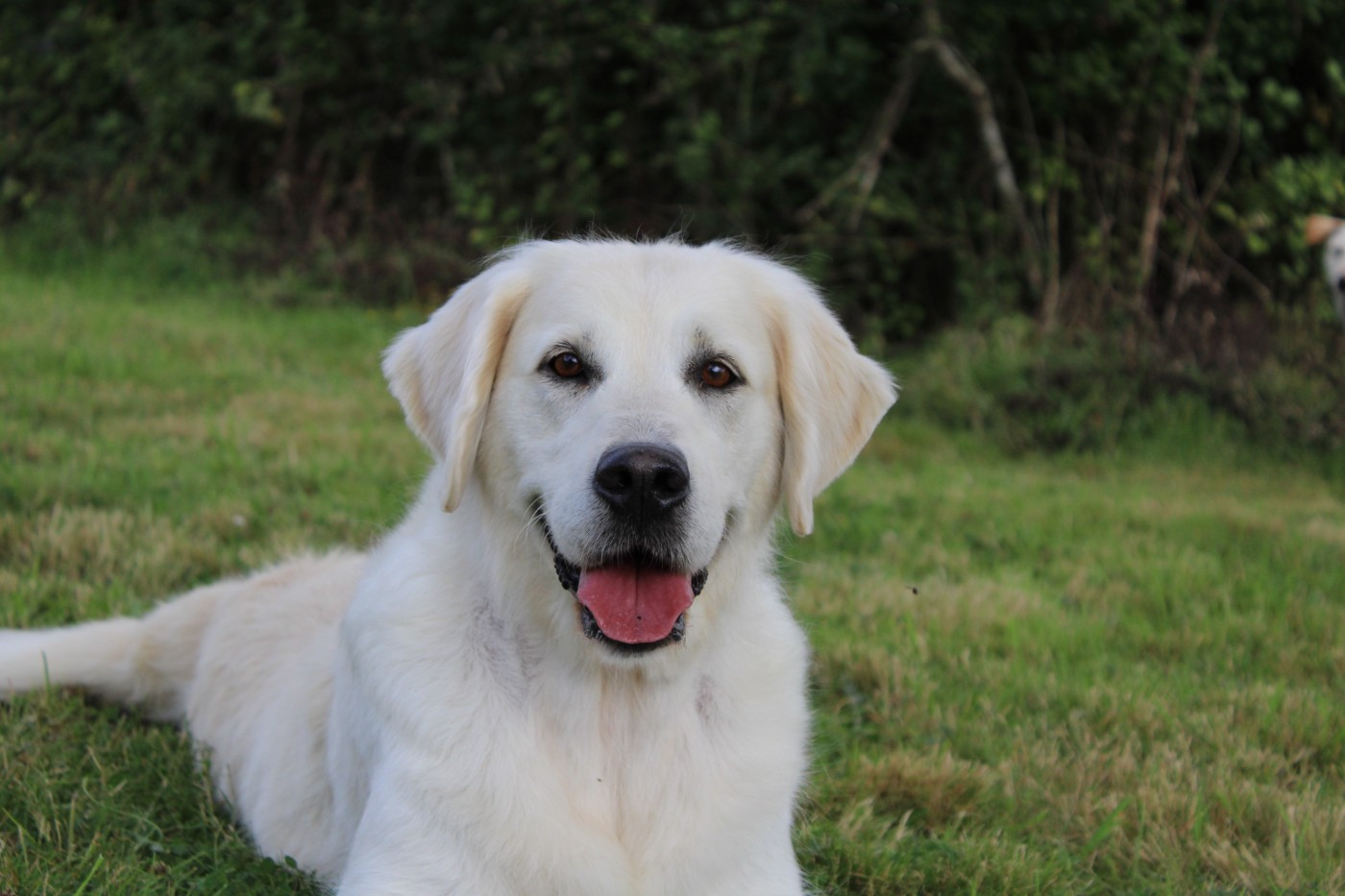 Les Golden Retriever de l'affixe   Des Anges Du Mont D'or