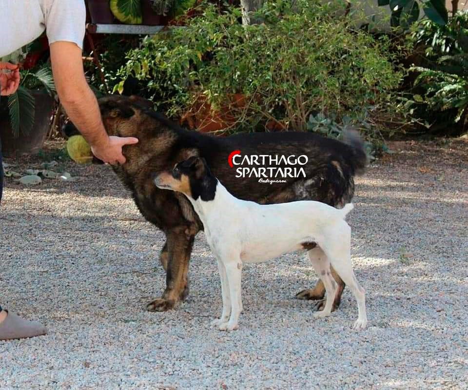 Les Ratonero bodeguero andaluz de l'affixe   De Carthago Spartaria