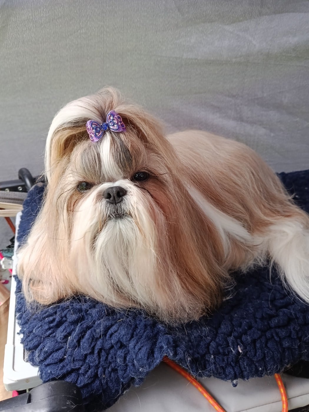 Les Shih Tzu de l'affixe   Du Paradis D'indiana