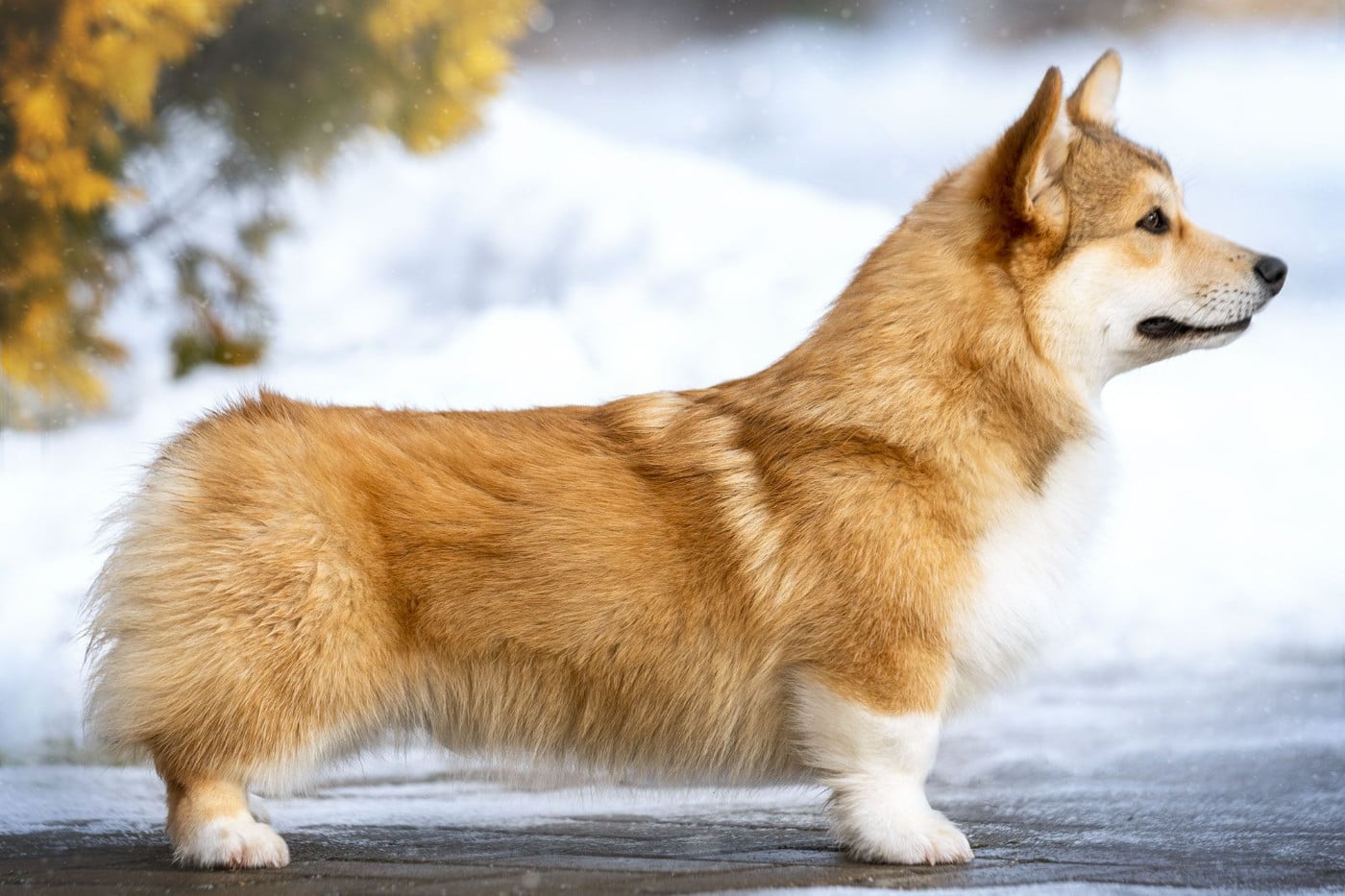Les Welsh Corgi Pembroke de l'affixe   Des Contes Celtiques