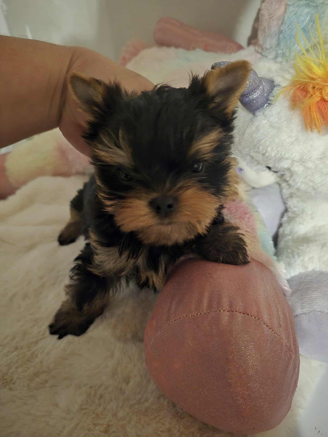 Les Yorkshire Terrier de l'affixe   De L'ange Blanc